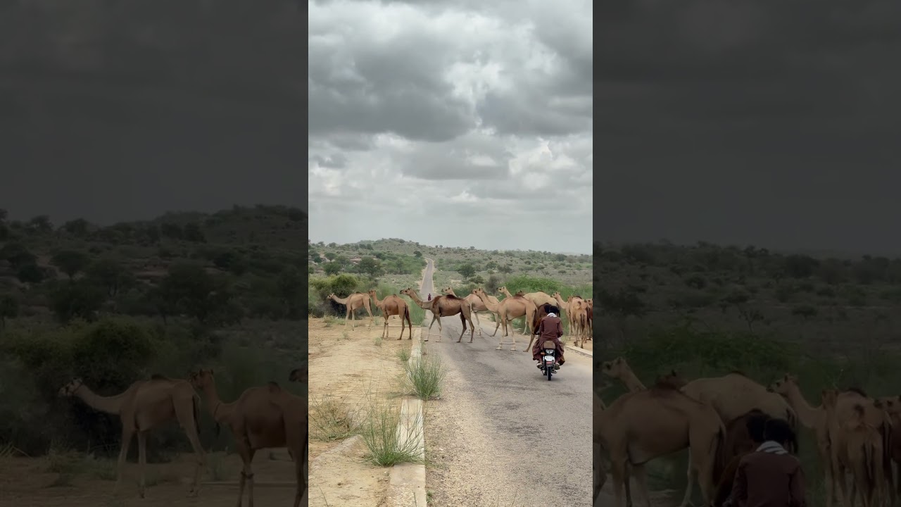 HERD OF CAMELS IN THAR DESER 
