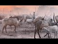 Super Twiga Song Amaisha Gane 2026 New 
