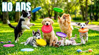 3 Hours of Peaceful Dog Music 🐾💤 Reduce Anxiety & Help Dogs Sleep Through the Night 🌙🎶 No ADS