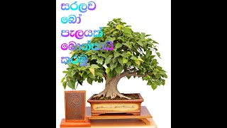 බ ප ලයක බ න ස ය කරම Let s make a bonsai plant