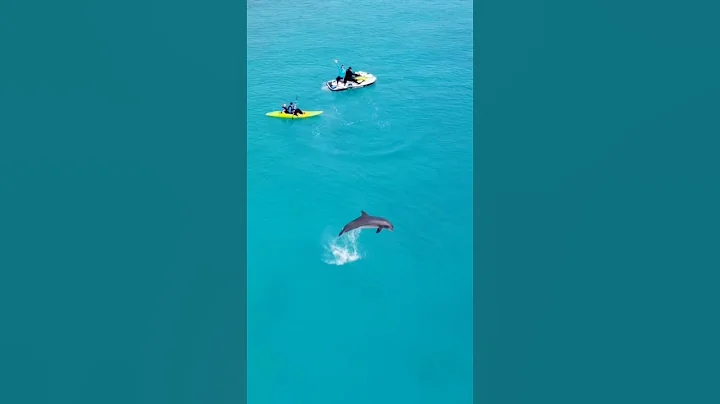 Swim with dolphins to the open ocean! thumbnail