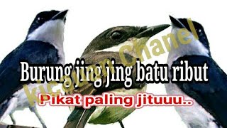Download lagu Suara Pikat Burung Jing Jing Batu Paling Jitu Super Ampuh mp3
