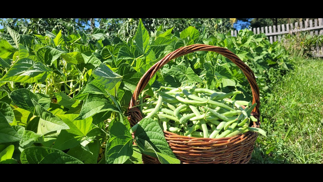 Potravinová soběstačnost - Jednoduchý oběd z fazolí a Fazole! Fazole! a Fazole!