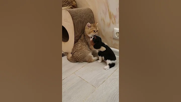 Watch the video about Cat and dog friends.cat.dog.Best funniest animal videos of the week2024