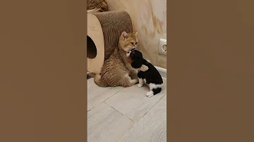 Cat And Dog Friends Cat Dog Best Funniest Animal Videos Of The Week2024 