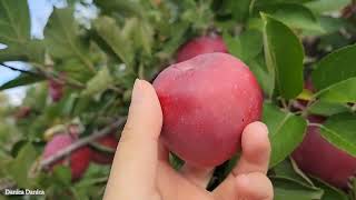 Lets Go Apple Picking Again