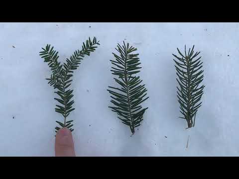 Vidéo: Comment prendre soin du verre plat (avec photos)