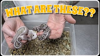 Famous These Look So Weird! What Are They?? Clutch Update! Wealth