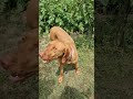 Short walk in the garden