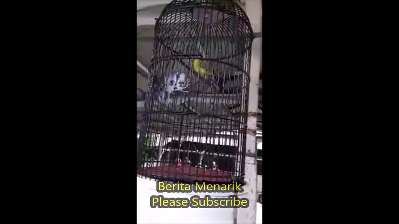 Burung Pleci Wik Wik Wik Panjang Cocok Buat Masteran Youtube