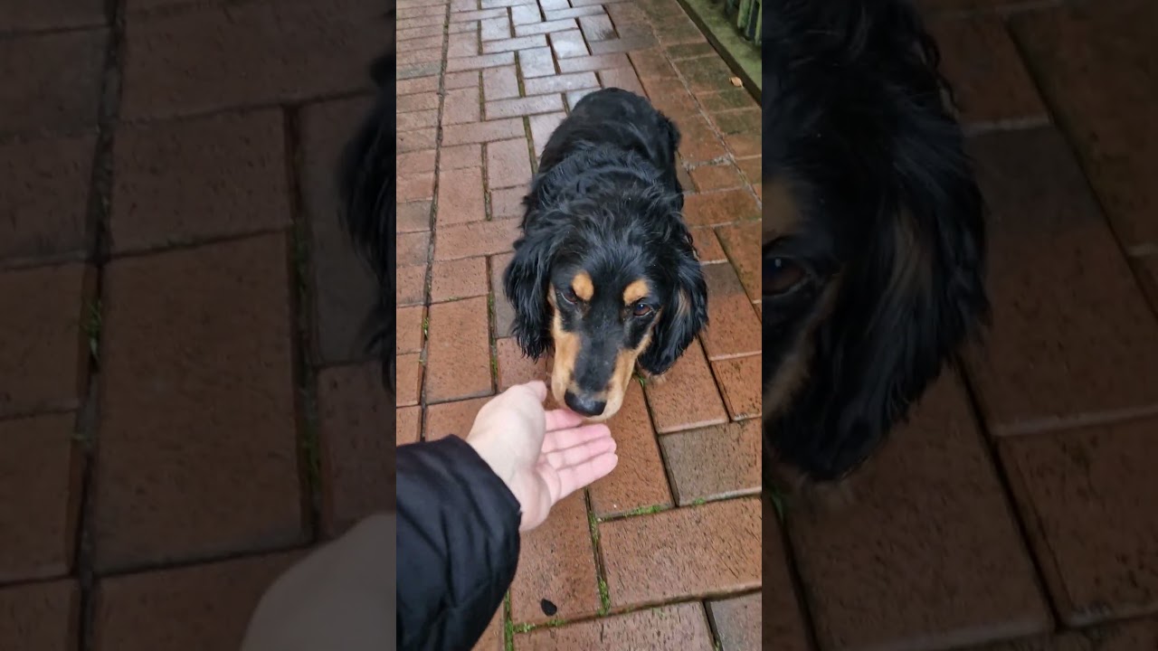 SL Nelsonas 4 #dachshund