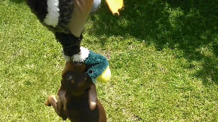 Mussels choc minpins grip is good @ 11 weeks!!