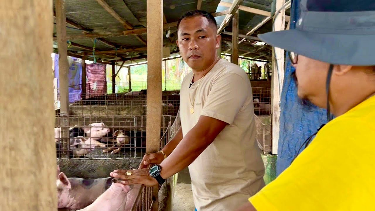 Payaman sa Babuyan! Tenant, Maliliit na Farmer, Bakit Nagbago Buhay Nila?