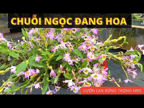 Video 20 chậu CHUỖI NGỌC ĐANG HOA CUỐI CÙNG 039 249 7777 ||... - youtube