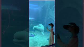 Beluga Whales Fun Moments With A Playful Friend 