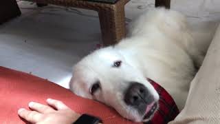 休日のルンルン greatpyrenees グレートピレニーズ