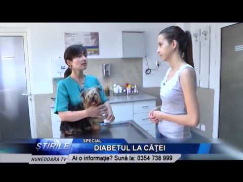 Video: Diabetul La Câini