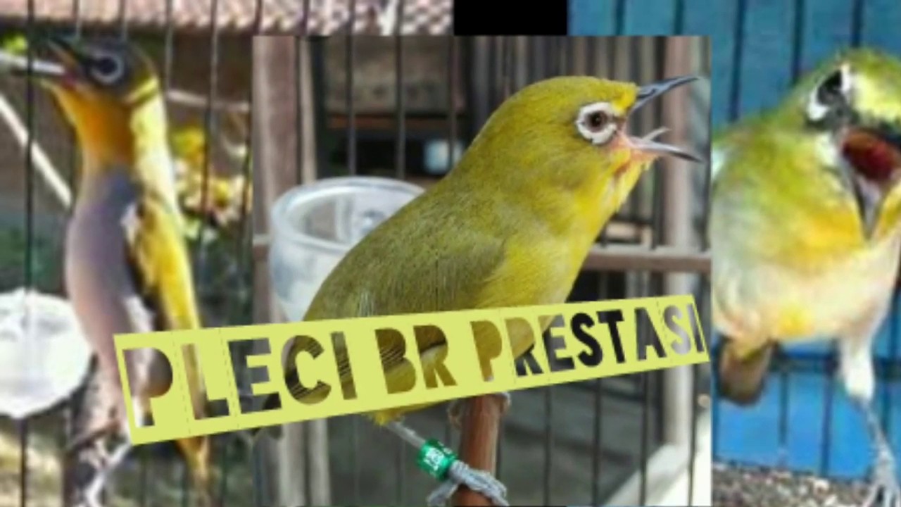 Burung pleci 