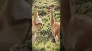 Brutal Guanaco Fight For Dominance 2