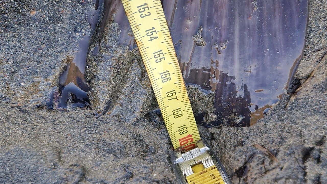 Siluro a spinning! STRIKE AL SECONDO LANCIO! Andiamo a scovare il pescegatto gigante! 🎣🔒🔥