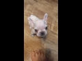 2 Pound Teacup French Bulldog