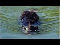 Zombeavers soundtrack available on itunes