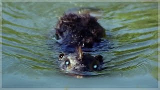 Zombeavers Soundtrack Available On Itunes