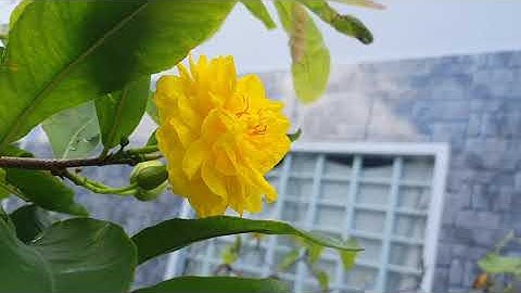 Cúc Tiên ông ghép gốc tứ quí nở hoa chuẩn màu sắc tươi sáng rất đep. 0379640642...