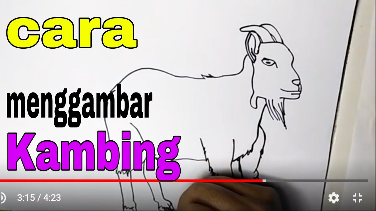 Cara Menggambar  Hewan  Kambing YouTube