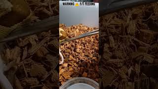 WARNING ⚠️ F/T FEEDING: 1.0 Borneo Short Tail Python