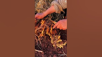 Panen jahe di ladang dengan hasil yang sangat memuaskan #shorts