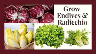 Grow Endive and Radicchio: Great Cool Weather Crops