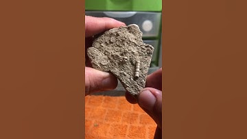 Multiple Crinoid Fossils - Short 52