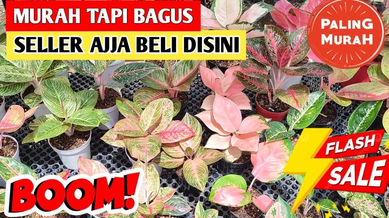 Murah Tapi Bagus‼️ Seller aja beli disini,, Buruan sebelum kehabisan ~ 72