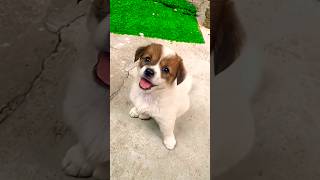 New Cool Tool New Viral Gadgets, Smart Kichen Appliances, Tolls, Utensils, Homecleaning