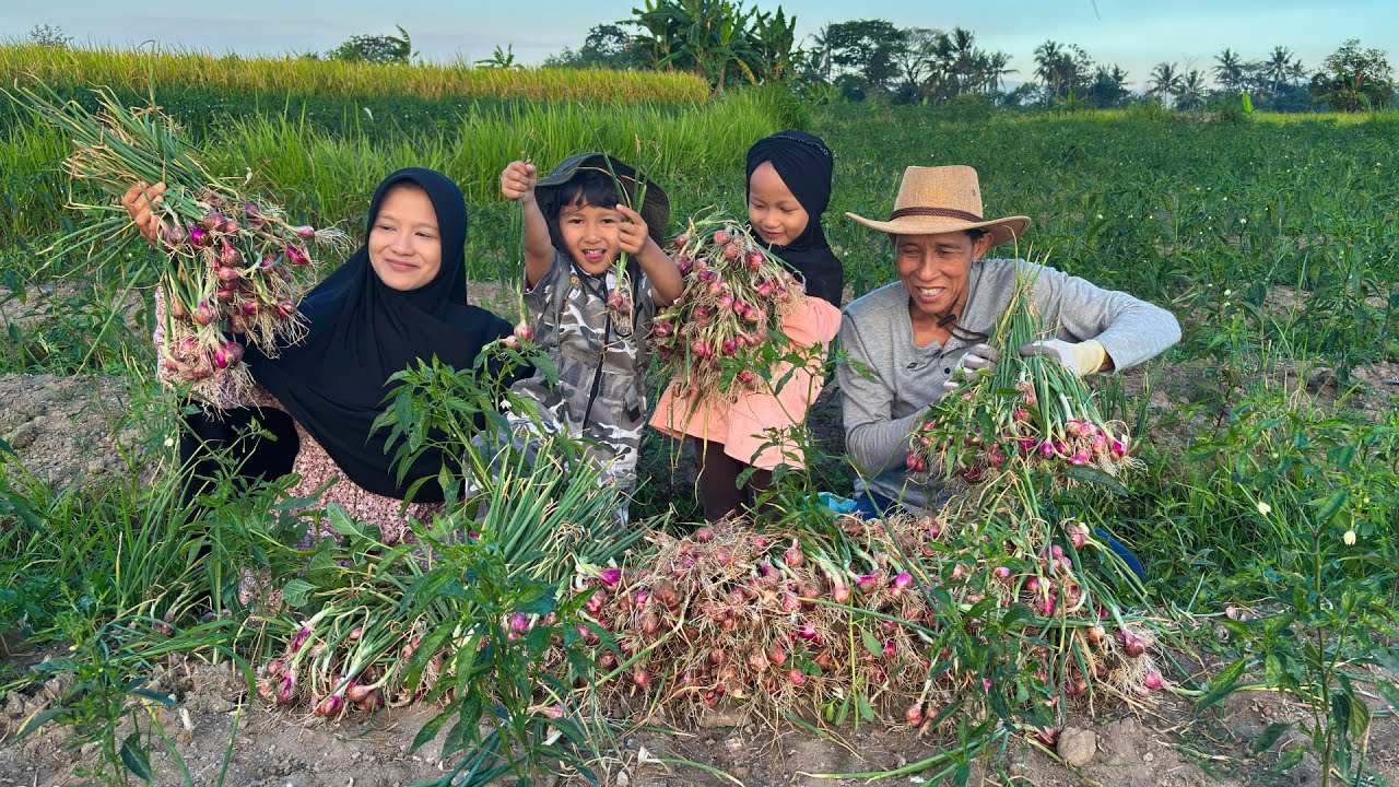 Panen Bawang Merah di Kebun | Masak Tumis Kacang Panjang, Bandeng Goreng, dan Sambal Brambang Panen Bawang Merah di Kebun | Masak Tumis Kacang Panjang, Bandeng Goreng, dan Sambal Brambang