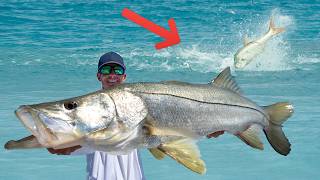 Most EPIC Fish Migration! Florida Mullet Run (Catch Clean Cook)