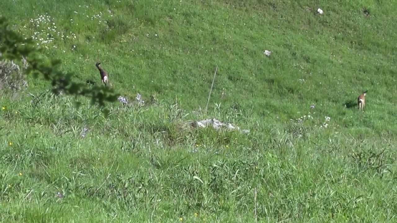 Corzos en Turón (camín de Espines)