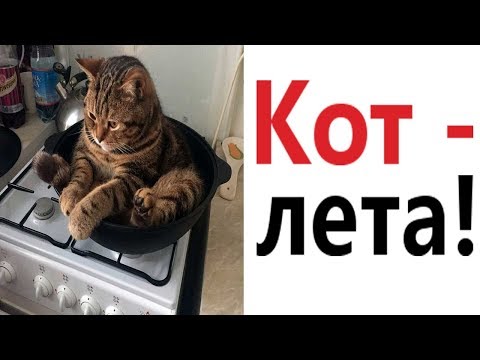 Лютые приколы. КОТ - ЛЕТА!!! САМОЕ смешное видео! РЖАКА ДО СЛЁЗ! - Domi Show!