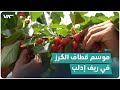 الكرز الإدلبي 