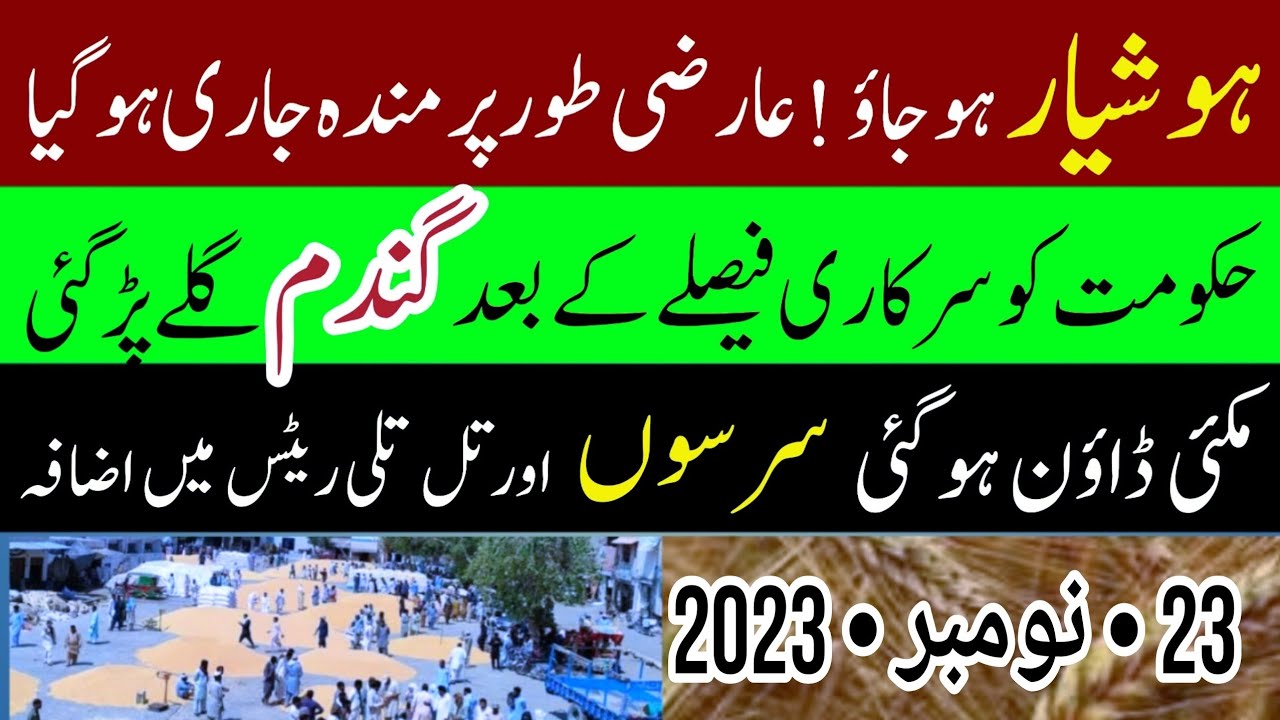 Galla mandi arifwala ajnas rate today Wheat price Monji price today