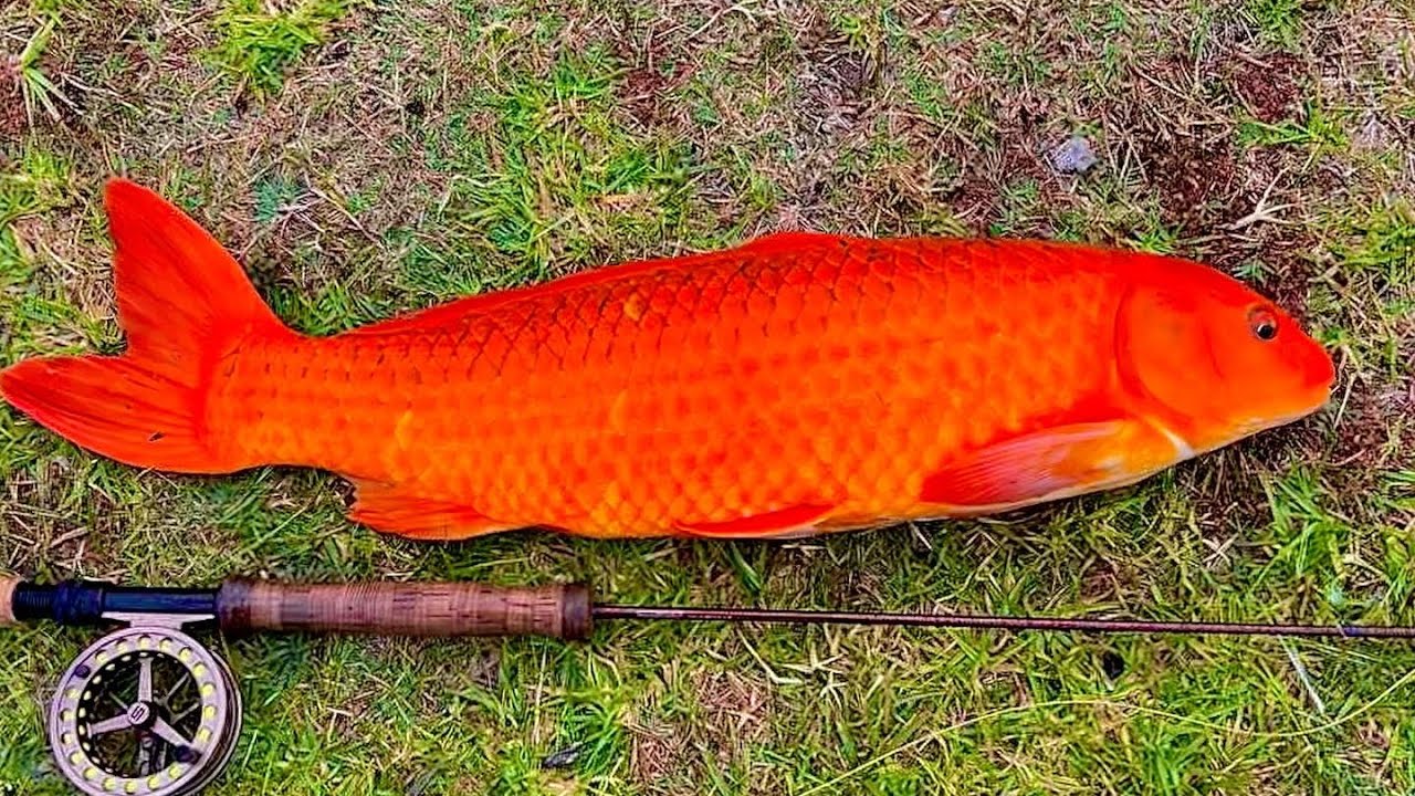 Fly fishing for koi #3
