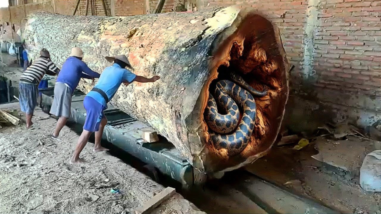 The trunk of a giant trembesi tree worth tens of millions of rupiah ...