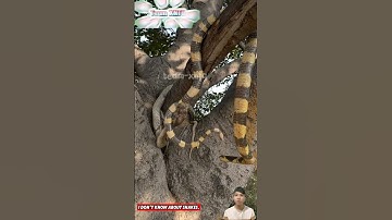 Khi mà hai con rắn cực độc hổ mang và cap nong cắn nhau