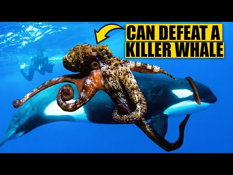 5 Animals That