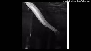 Zmatic - Closed Casket