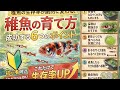 メダカ針子【稚魚】の育て方、メダカの増やし方　＠楽めだか