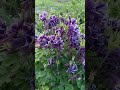 АКВИЛЕГИЯ. ОРНИТОГАЛУМ (ПТИЦЕМЛЕЧНИК ЗОНТИЧНІЙ) (Aquilegia. Ornithogalum umbellatum)  #Shorts