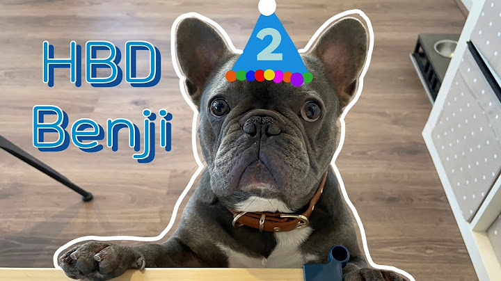 생일파뤼는 못참지!! 우리 벤지도 파뤼파뤼 🐾🎉🎂