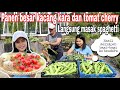 PANEN BESAR KACANG KARA DAN TOMAT CHERRY LANGSUNG MASAK SPAGHETTI || HASIL MELIMPAH RUAH